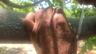 Kalın dala yama aşı