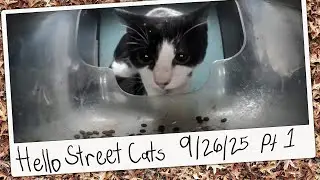 Adorable Tuxedo Cat Visits Baldie Carrot Feeder! 😺💞 Hello Street Cat Archive 9/26/25 Pt 1