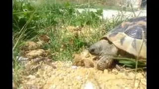 wild tortoise in bulgaria