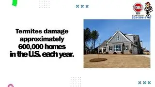 5 Staggering Termite Stats in USA