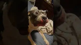 The Science of Pitbull Love: Why These Dogs Are Misunderstood