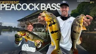 Amazon Jungle Slam! Catching Different Peacock Bass Species