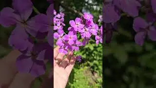 Nachtviole - eine Heilpflanze mit bet&ouml;renden Veilchenduft