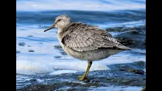 1877. Jesp&aacute;k rezav&yacute;, Red knot, Knutt, Kanoet, Correlimos gordo, B&eacute;casseau maub&egrave;che #birds