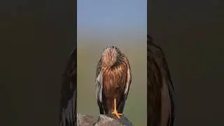 The Incredible Hawk Bird #viral #shorts #hawk #bird #nature #naturelovers #short #youtubeshorts