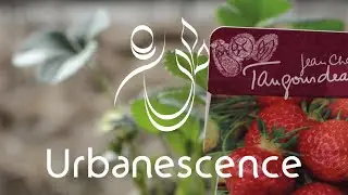 Les Fruits Rouges de Montrouge : une micro-ferme fruiti&egrave;re & p&eacute;pini&egrave;re de quartier