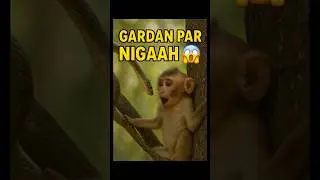 👉 &ldquo;King Cobra vs Monkey 😱 Jungle Ka Sabse Dangerous Face-Off!&rdquo; #shortsfeed