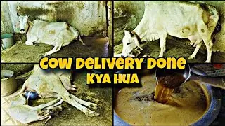 Cow Delivery Done Successfully &ndash; Gaay Ne Diya Sundar Bachda | 🐄🧿
