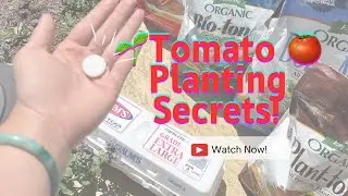 Plant Tomatoes with Me | Full Garden Prep, Soil Amendments, and Support Tips