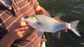 FLy fishing for Lake Hefner Hybrid