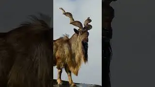 Мархур &mdash; редкий горный козёл 🐐⛰️#Мархур#Жывотние#Природа