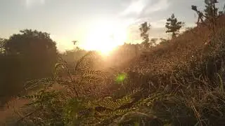 the refreshing feel of the morning with the singing of birds