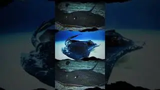 🐟 Stingray#Stingray#StingrayLove#SaveTheOcean