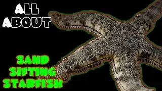 All About The Sand Sifting Starfish or Sea Star