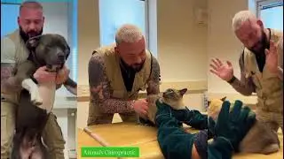 ogs Who Totally Distract Vets During Checkups! 🤣 Funniest Dog Reactions!
