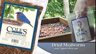 Dried Meal Worms - Cole's Wild Bird