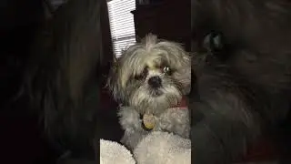 Puppy talks back!
