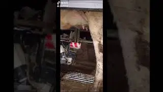 Lely robotic milker