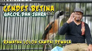 Burung Cendet Betina Apakah Bisa Gacor Dan Juara Lomba