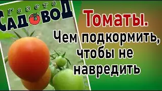 ТОМАТЫ. Чем подкормить, чтобы не навредить