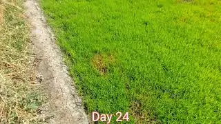 2025 Rice Farming Journey: From Seed to Harvest Day 24