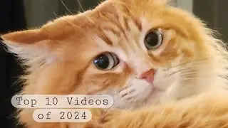 ✨Waltito's Top 10 Videos of 2024✨