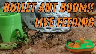 The Bullet Ants are Booming!!! Let's feed all the ants. Yes all ants, no secrets!