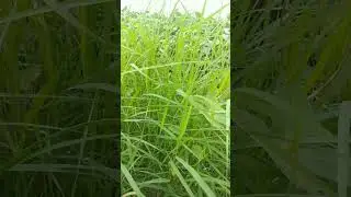 Village Life | #india #village  #indianfood #villagelife  #viral  #shorts #youtubeshorts #reels