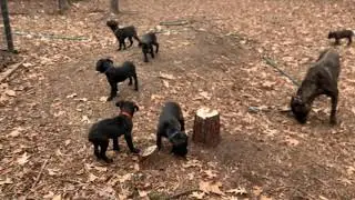 Super Cute Cane Corso Puppy Heaven