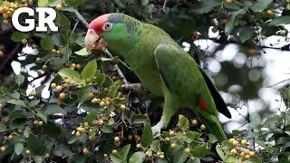 &iquest;De d&oacute;nde salieron los loros silvestres de Monterrey?
