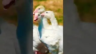 Domestic White Geese Sounds