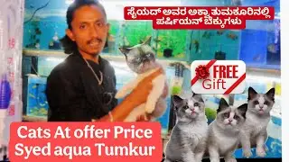 Cats ,Persian cat, doll face cats at Syed's Aqua Tumkur