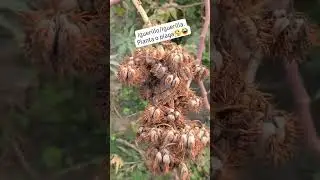 #SanPedro #Benito #Juarez #atlixco #Puebla #mexico.#subscribe para m&aacute;s #video