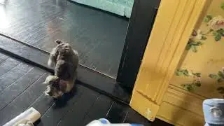 Scared Dog Barks at Vacuum Cleaner While Owner Cleans House - 1342889