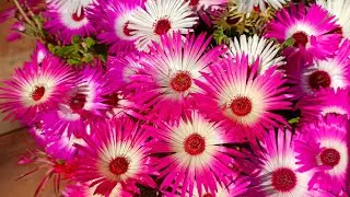 ice flower|mesembryanthemum | How to grow ice flower ? ice flower को बीज से कैसे उगाये|