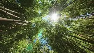 Pixabay.com videos Copyright Free videos 4k