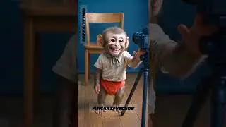 Dancing Monkey Becomes Superstar 🐒✨ | AiWaaliVideos