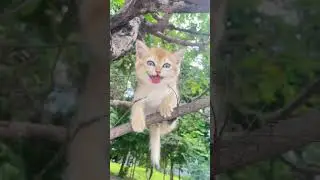 A little cat standing on a branch#catlover #catbaby #funny #cats  ១