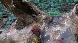 The diary of the wild food forager- jew's ear fungus- 7