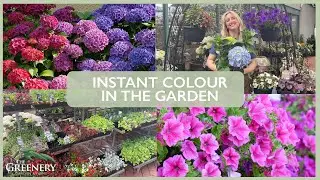 Adding Instant Colour to Your Garden | The Greenery Garden & Home