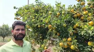 संत्रा फळबाग लागवड किती निघतोय ऐका झाडावर