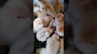 Incubator for chicken eggs egg  Incubator machine  Egg incubator fully automatic homemade#75