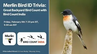 Merlin Bird ID Trivia: Great Backyard Bird Count with Bird Count India