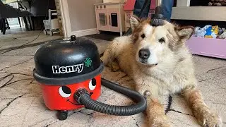 My Dog Loves To Be Vacuumed! Is He Broken?? (Cutest Ever!!)