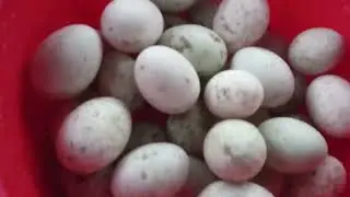 আলহামদুলিল্লাহ ,  ডিমের হাঁস গুলো ডিম দেওয়া শুরু করেছে।। 