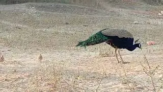 #birds#lifeisbutadream #ihavethisthingwithplants #wildlife #whowillbemylifepartnerta #peacock 