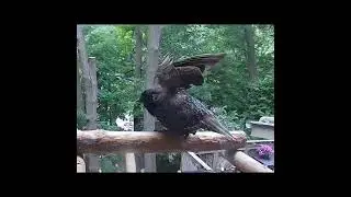 Starling Shows of Wings and Dance Moves.