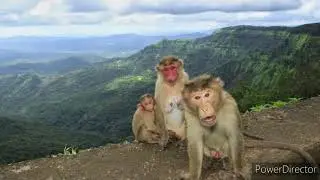 Amboli biodiversity