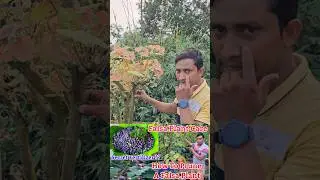 Falsa Plant After Pruning#falsa #pruning #ytshorts #shorts#how to prune falsa plant