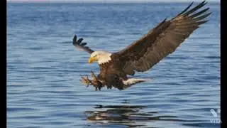 top 5 unknown eagle facts in tamil